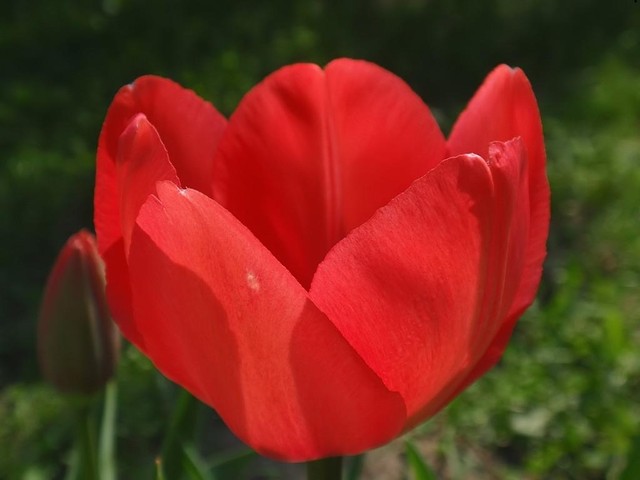 Tulipan... Wielkanocny;)))