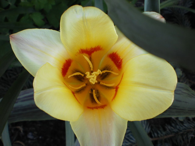 tulipanek2