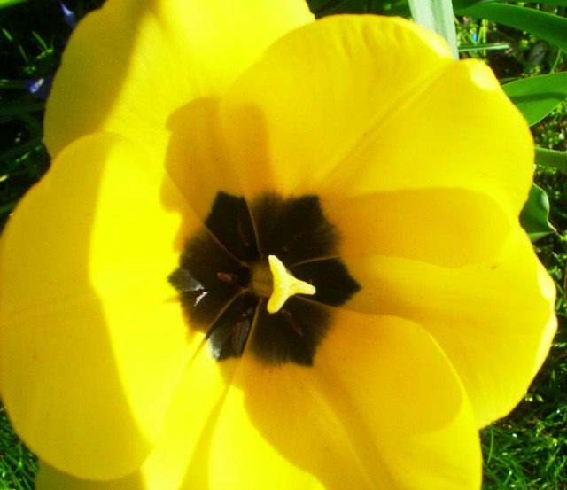 tulipanek;)