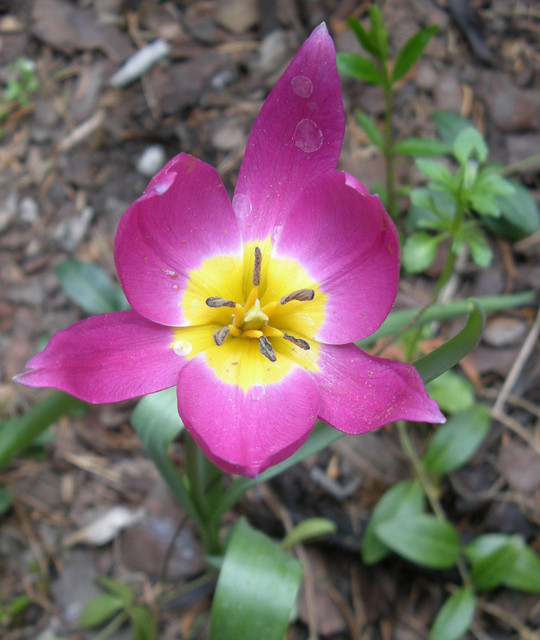 Tulipanik kolorowy
