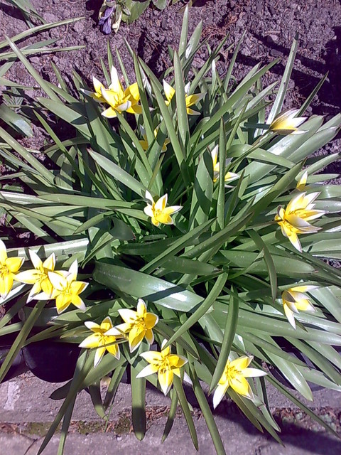 tulipanki botaniczne