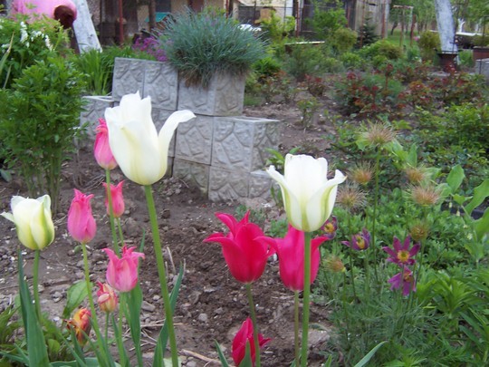 tulipany ale jeszcze nie tegoroczne a szkoda 