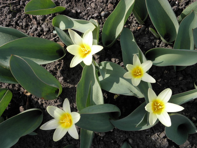 tulipany botaniczne