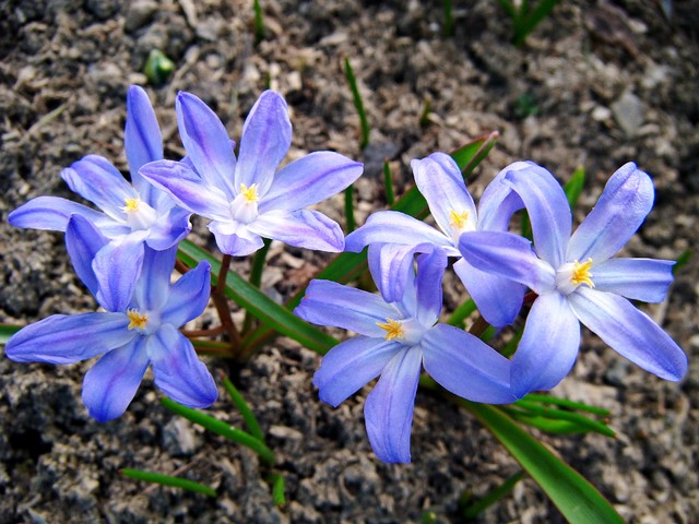 Wiosenne niebieskości