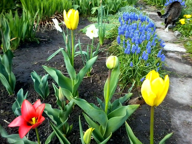Wiosna 2011 w naszym ogródku!