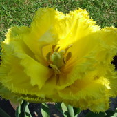 38 tulipan exotic sun