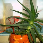 Aloes zwyczajny (Aloe vera)