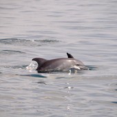 delfiny z okolic wyspy Wasini