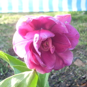 fioletowy tulipan