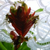 Frizea lśniąca (Vriesea splendens)