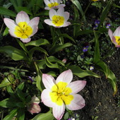 I kolejne tulipany botaniczne