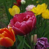 Isi -pęk tulipanów na zakończenie dnia...