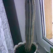 Kaktus - CEREUS AZUR