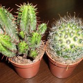 Kaktusiki a raczej sukulenty :)