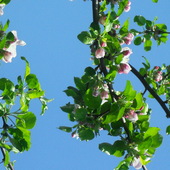 kwiat jabłoni