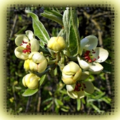 Kwiatki oliwnika