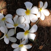 Kwiaty Plumerii