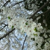 Kwitnące Drzewa