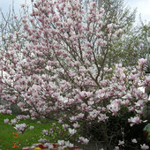 Magnolia dzisiejsza - z życzeniami dla wszystkich
