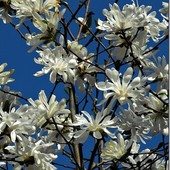 Magnolia w niebie ;-)