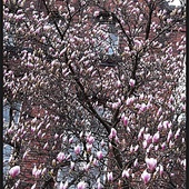 Magnolia w paczkach.