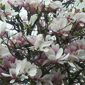 magnolia w pełnym rozkwicie*)