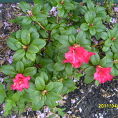 Maly rododendron