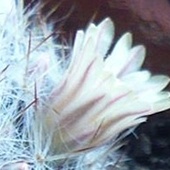 Mammillaria