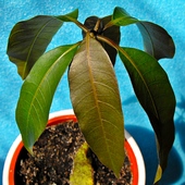 Mango - półtora miesiąca od zasadzenia pestki