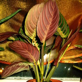 Maranta leuconeura odmiana 'Fascinator' ('Tricolor')