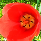 otwarty..tulipan