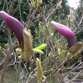 Pączki na magnolii
