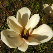 piekna magnolia