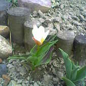 Pierwszy tulipanek:)