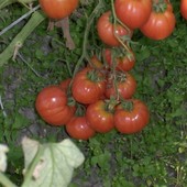 Pomidorowa Z Makaron