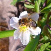 Pszczoła przy pracy