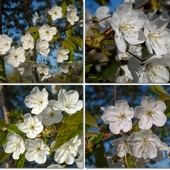 Radosne białe kwitnienie w błękicie