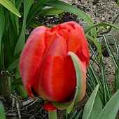 rozkwitają kolejne tulipanki
