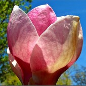 Rozkwitanie magnolii