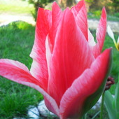 różowy tulipan