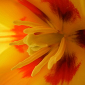 środek tulipanka