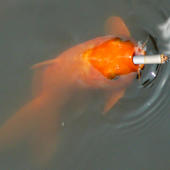 To wyjatkowa moja rybka ktora pali cygarety.
