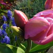 Trzygłowy tulipan