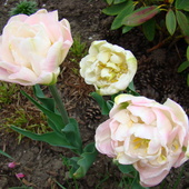tulipan Angelique