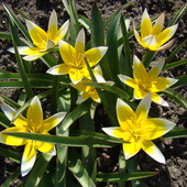 tulipan botaniczny Tarda