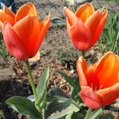 tulipan Corsage