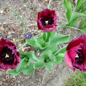 tulipan Fringed Curly Sue