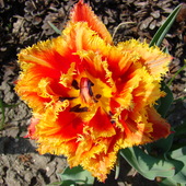 tulipan Fringed Sensual Touch