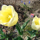 tulipan MARIA KACZYŃSKA