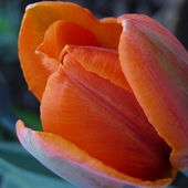 Tulipan Po Solarium;